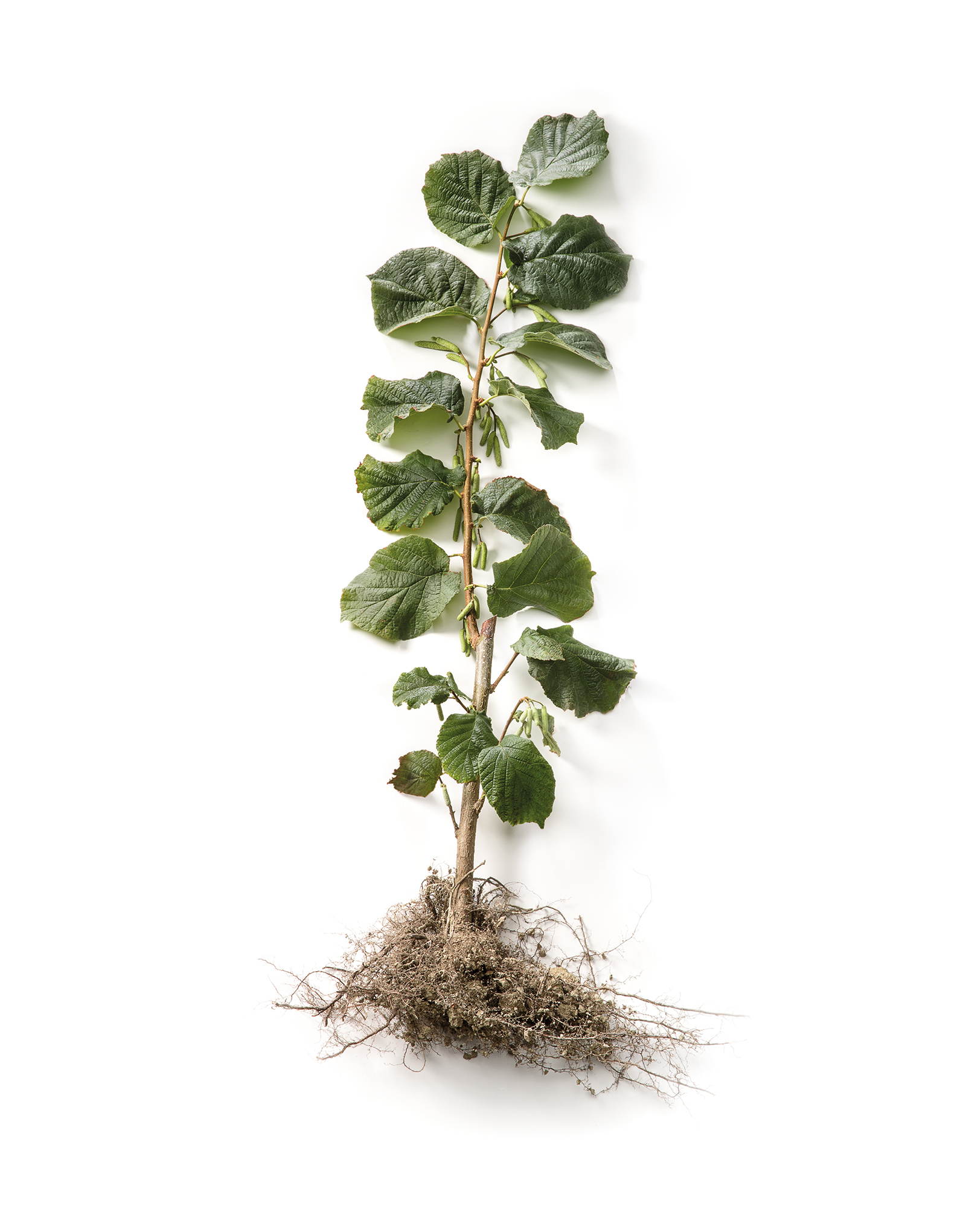 piantino di nocciole